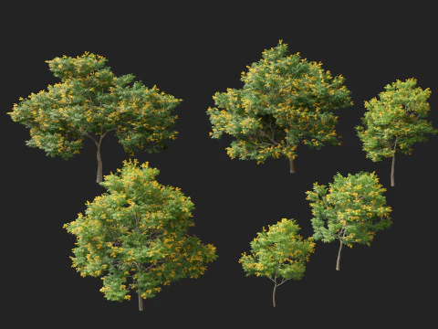 HighpolyLow Poly Bulnesia arborea - verawood 3D Model