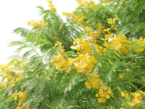HighpolyLow Poly Bulnesia arborea - verawood Modelo 3D