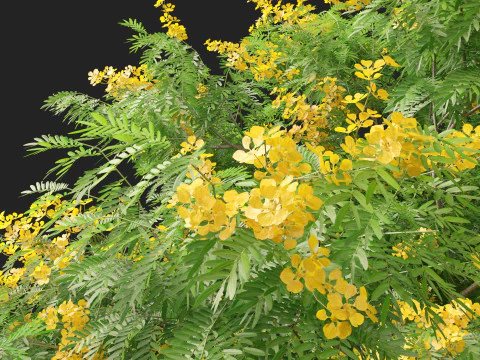 HighpolyLow Poly Bulnesia arborea - verawood 3D Model