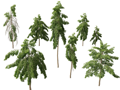 HighpolyLow Poly Bulnesia arborea - verawood Model 3D