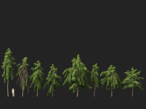 HighpolyLow Poly Bulnesia arborea - verawood Modello 3D