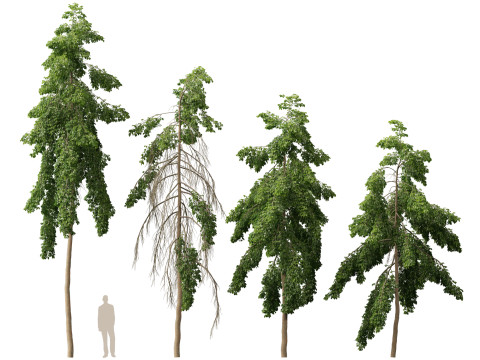HighpolyLow Poly Bulnesia arborea - verawood 3Dモデル