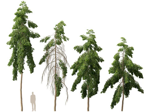 HighpolyLow Poly Bulnesia arborea - verawood Modello 3D