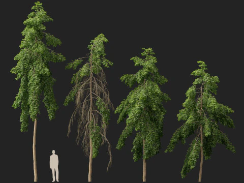 HighpolyLow Poly Bulnesia arborea - verawood Modello 3D