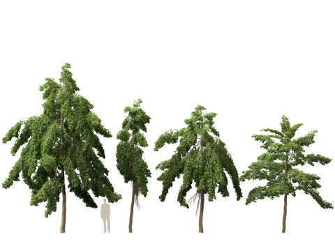 HighpolyLow Poly Bulnesia arborea - verawood 3Dモデル
