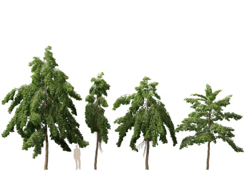 HighpolyLow Poly Bulnesia arborea - verawood Modello 3D