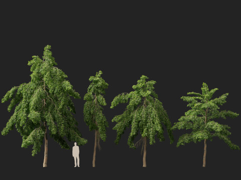 HighpolyLow Poly Bulnesia arborea - verawood 3Dモデル