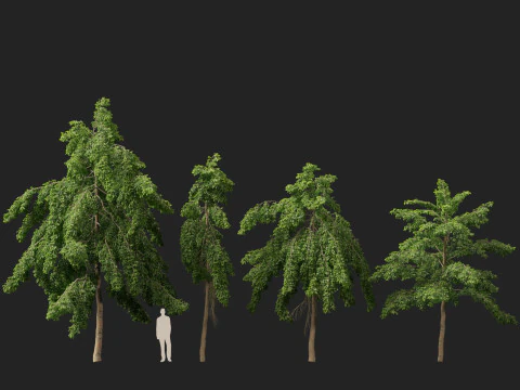 HighpolyLow Poly Bulnesia arborea - verawood Modello 3D