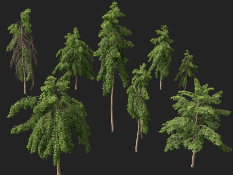 HighpolyLow Poly Bulnesia arborea - verawood 3Dモデル