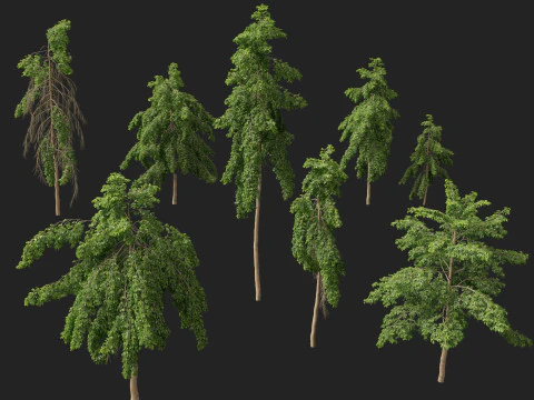 HighpolyLow Poly Bulnesia arborea - verawood Modello 3D