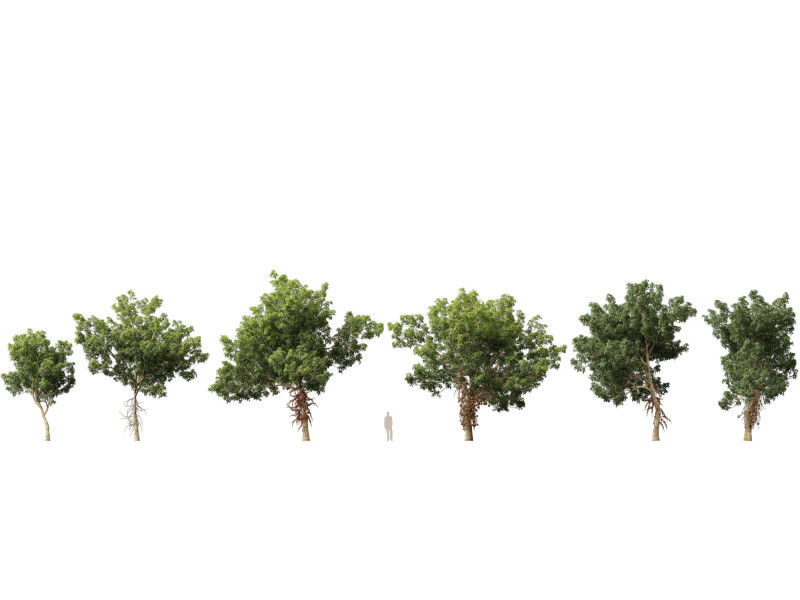 HighPolyLowPoly - Couroupita Guianensis Cannon Ball Model 3D .c4d .max .obj .3ds .fbx .stl .blend 