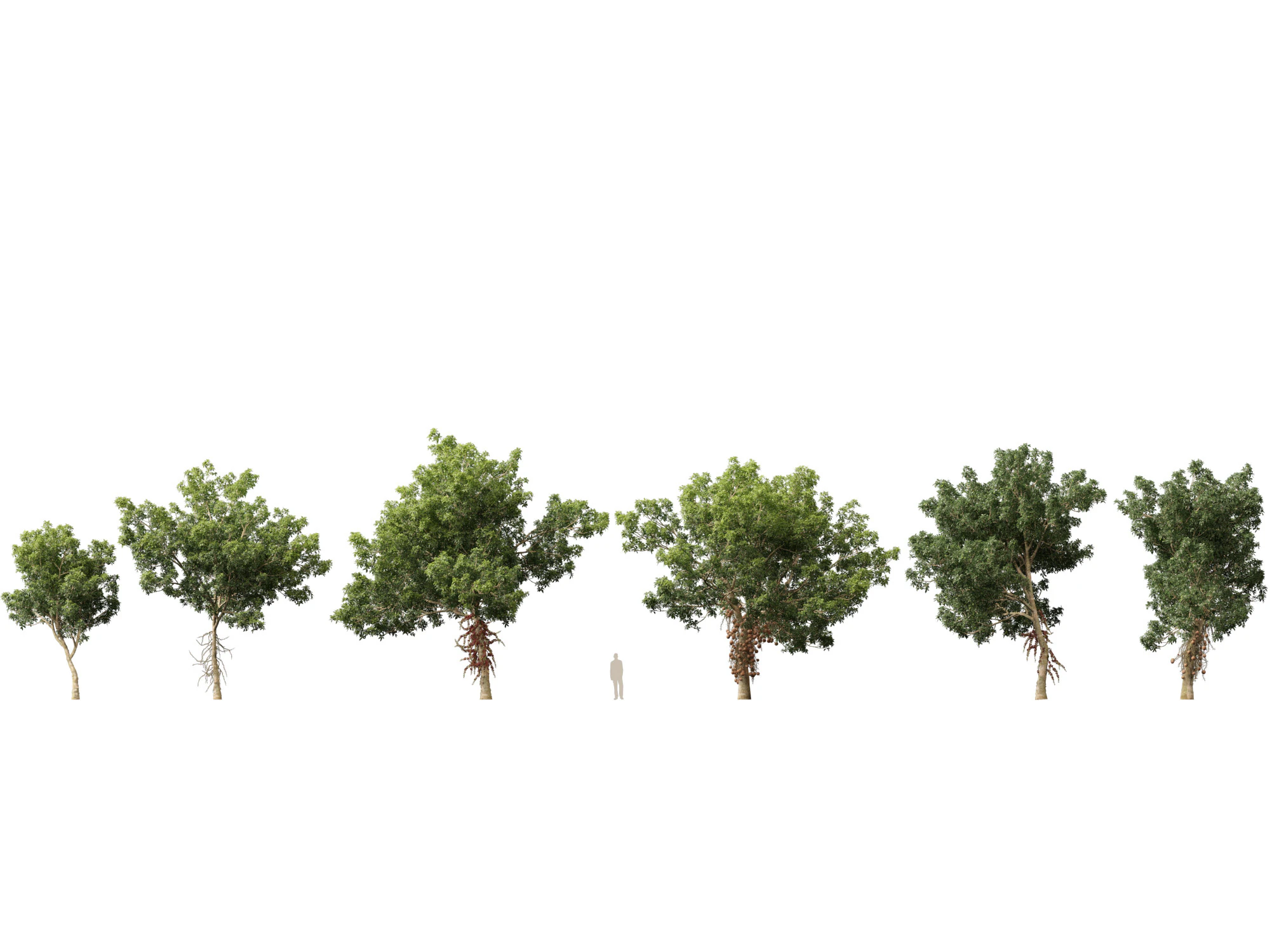 HighPolyLowPoly - Palla di cannone Couroupita Guianensis Modello 3D .c4d .max .obj .3ds .fbx .stl .blend 