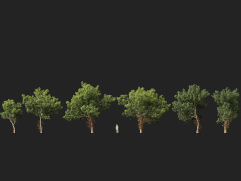 HighPolyLowPoly - Couroupita Guianensis Cannon Ball Model 3D