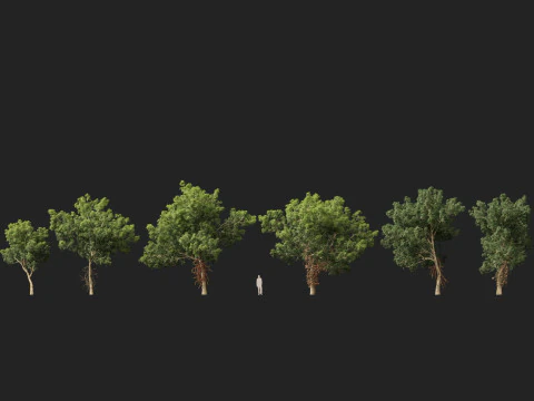 HighPolyLowPoly - Palla di cannone Couroupita Guianensis Modello 3D