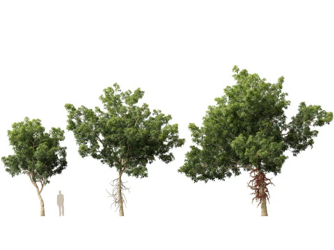 HighPolyLowPoly - Palla di cannone Couroupita Guianensis Modello 3D