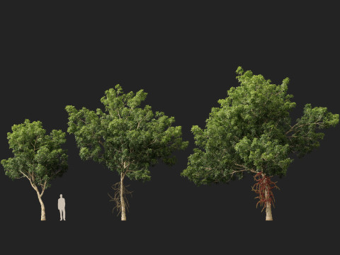 HighPolyLowPoly - Couroupita Guianensis Cannon Ball Model 3D