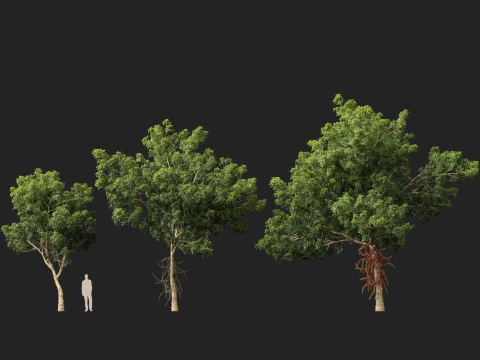 HighPolyLowPoly - Palla di cannone Couroupita Guianensis Modello 3D