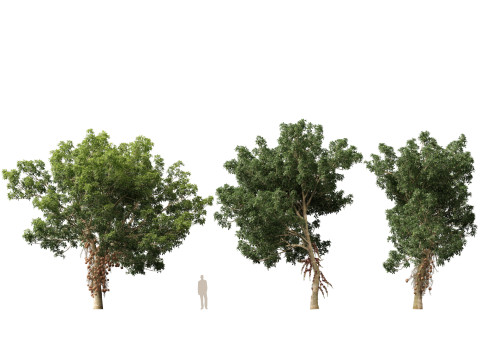 HighPolyLowPoly - Couroupita Guianensis Cannon Ball Model 3D