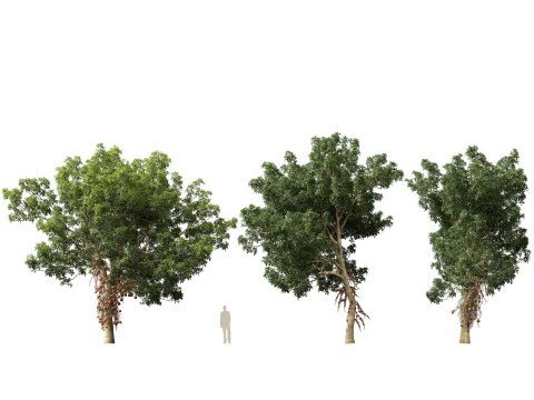 HighPolyLowPoly - Palla di cannone Couroupita Guianensis Modello 3D