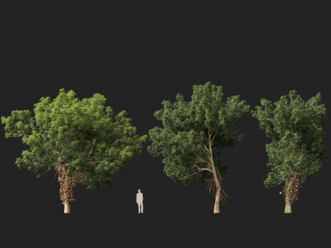HighPolyLowPoly - Couroupita Guianensis Cannon Ball Model 3D