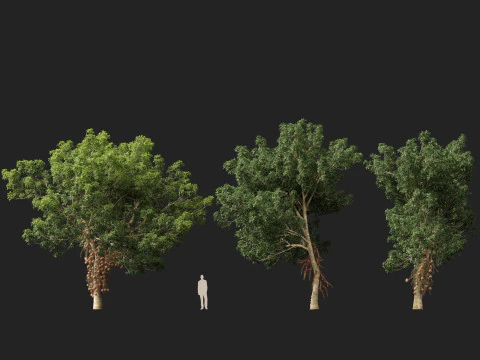 HighPolyLowPoly - Palla di cannone Couroupita Guianensis Modello 3D