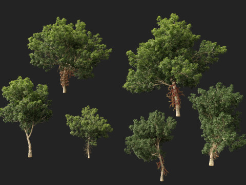 HighPolyLowPoly - Couroupita Guianensis Cannon Ball Model 3D
