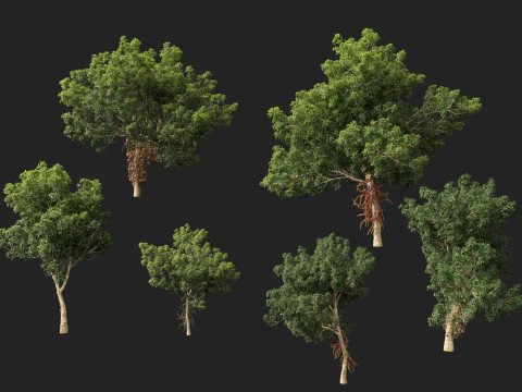 HighPolyLowPoly - Palla di cannone Couroupita Guianensis Modello 3D