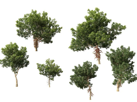 HighPolyLowPoly - Palla di cannone Couroupita Guianensis Modello 3D