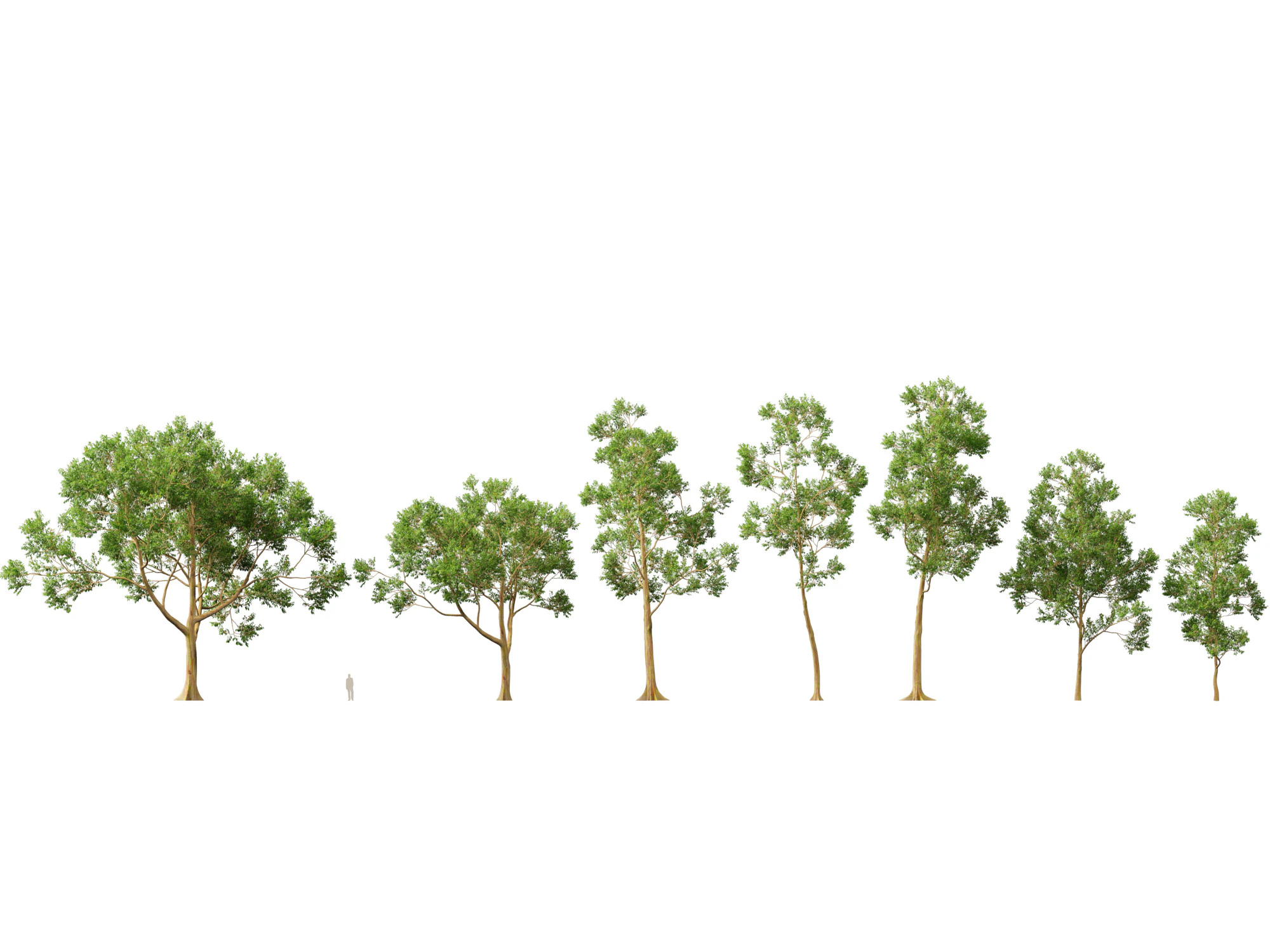 HighPoly LowPoly - Eucalyptus deglupta Rainbow Gum Modello 3D .c4d .max .obj .3ds .fbx .stl .blend 