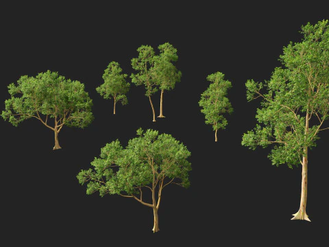 HighPoly LowPoly - Eucalyptus deglupta Rainbow Gum Modello 3D