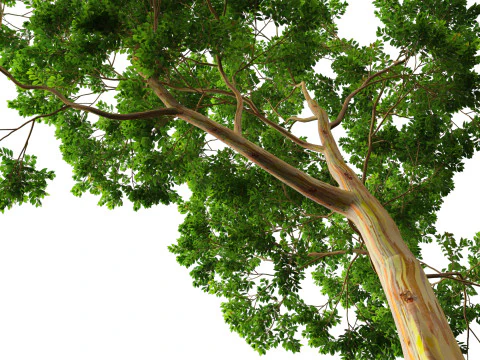 HighPoly LowPoly - Eucalyptus deglupta Rainbow Gum Modello 3D
