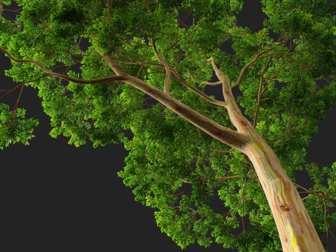 HighPoly LowPoly - Eucalyptus deglupta Rainbow Gum Modello 3D