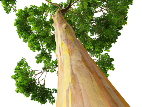 HighPolyLowPoly - Eucalyptus deglupta Rainbow Gum 3Dモデル