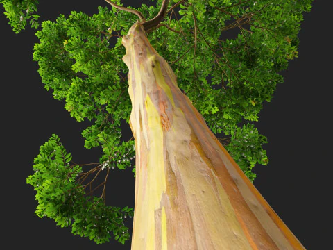 HighPoly LowPoly - Eucalyptus deglupta Rainbow Gum Modello 3D