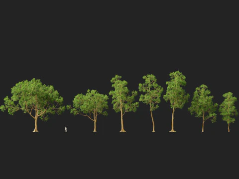 HighPoly LowPoly - Eucalyptus deglupta Rainbow Gum Modello 3D