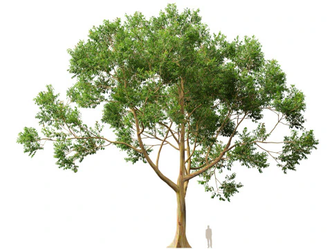 HighPoly LowPoly - Eucalyptus deglupta Rainbow Gum Modello 3D