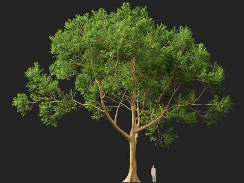 HighPolyLowPoly - Eucalyptus deglupta Rainbow Gum 3Dモデル