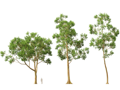 HighPolyLowPoly - Eucalyptus deglupta Rainbow Gum 3Dモデル