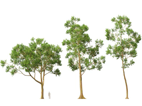 HighPoly LowPoly - Eucalyptus deglupta Rainbow Gum Modello 3D