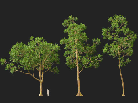 HighPolyLowPoly - Eucalyptus deglupta Rainbow Gum 3Dモデル