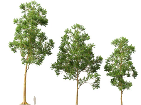 HighPoly LowPoly - Eucalyptus deglupta Rainbow Gum Modello 3D