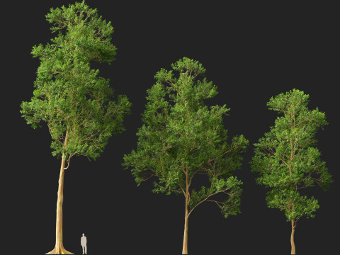 HighPolyLowPoly - Eucalyptus deglupta Rainbow Gum 3Dモデル