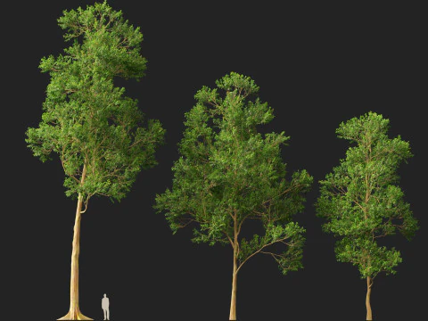 HighPoly LowPoly - Eucalyptus deglupta Rainbow Gum Modello 3D