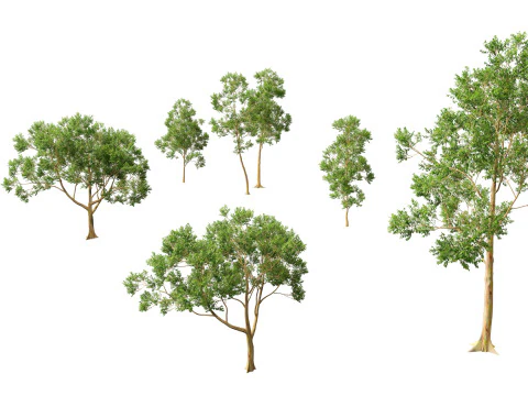 HighPoly LowPoly - Eucalyptus deglupta Rainbow Gum Modello 3D