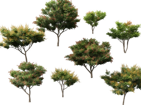 HighpolyLow Poly Koelreuteria paniculata Золотий дощ дерево 3D Модель