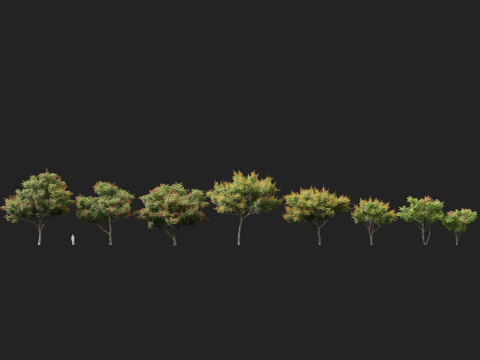 高聚低聚栾树金雨树 3D 模型