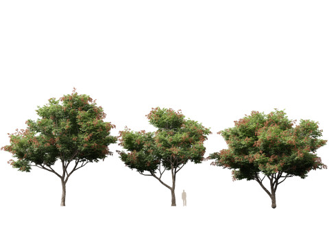 高聚低聚栾树金雨树 3D 模型