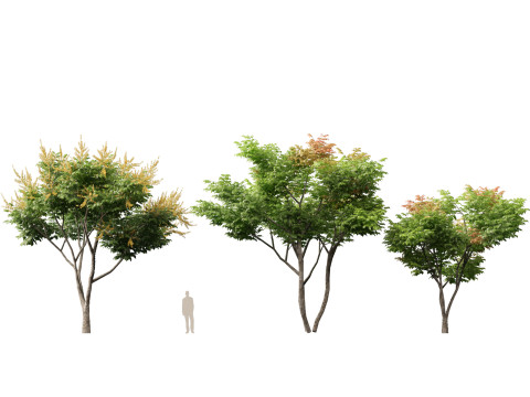 高聚低聚栾树金雨树 3D 模型
