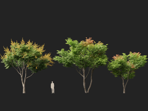 高聚低聚栾树金雨树 3D 模型