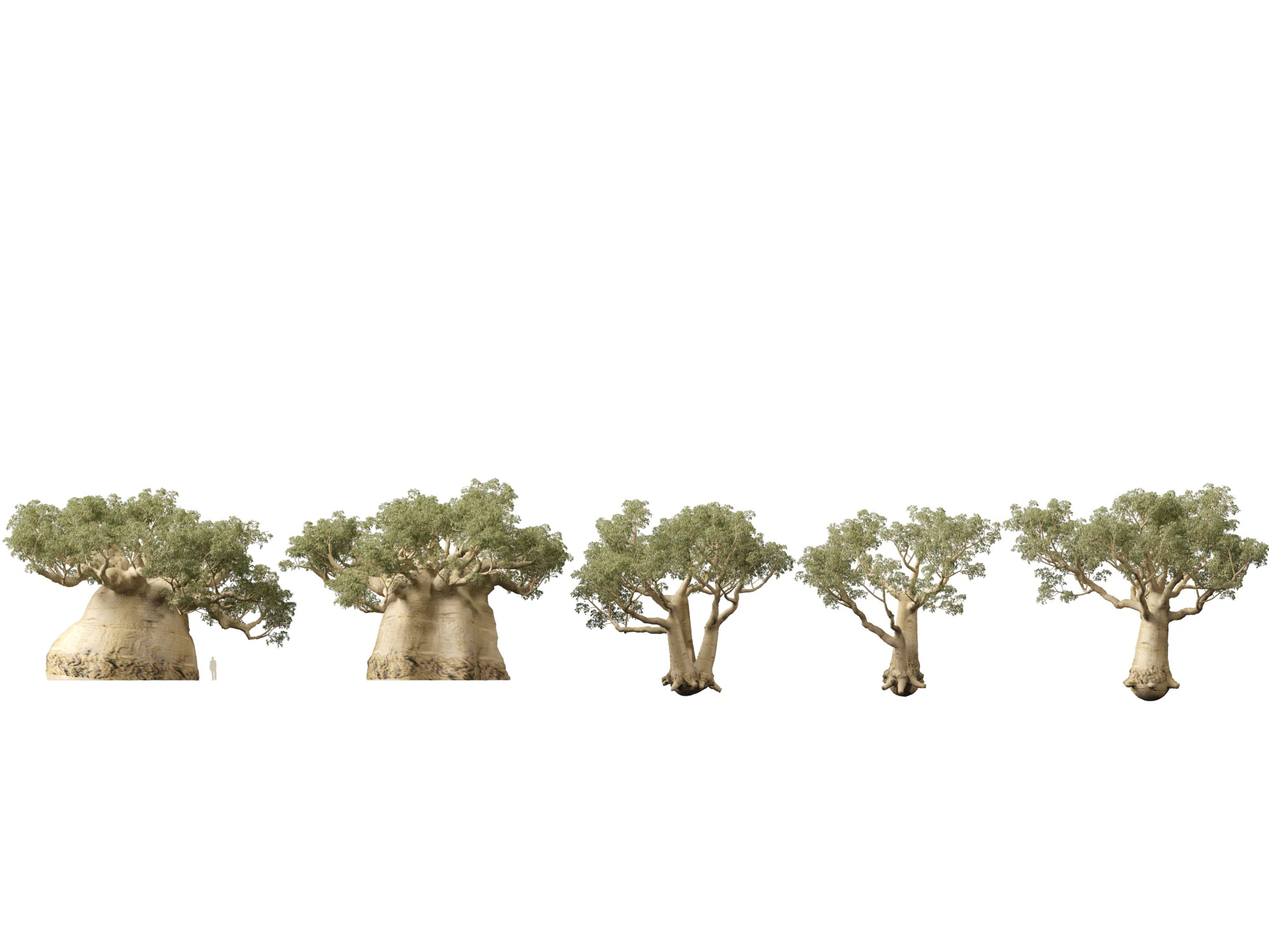 HighpolyLow Poly Adansonia digitata - Baobab 05 Modello 3D .c4d .max .obj .3ds .fbx .stl .blend